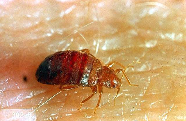 Bed bug
